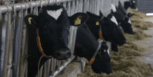Toplanan inek sütü miktarı martta yıllık bazda yüzde 7,7 arttı