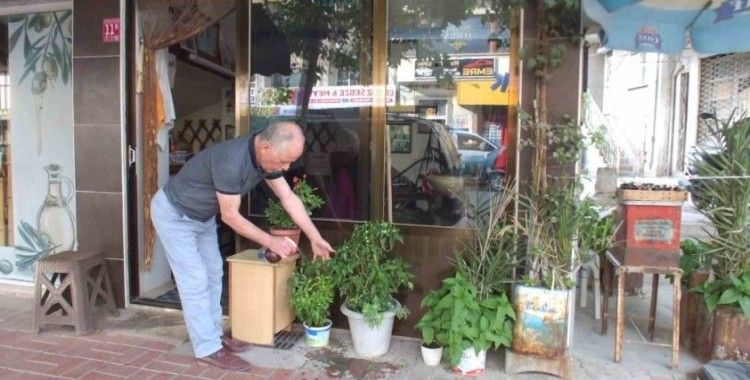 Balıkesir’de iki yıllık biber fidesi meyve verdi