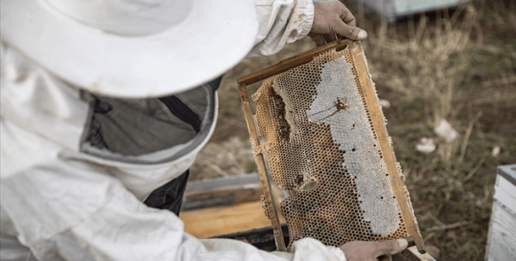 Doğu Karadeniz'den 4 ayda 9 ülkeye bal ihracatı