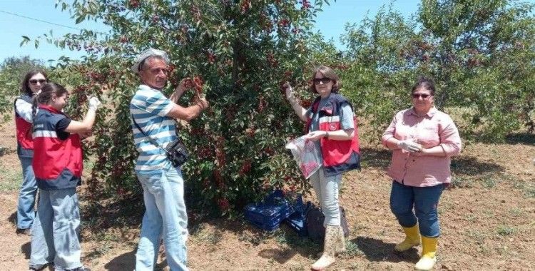 Kütahya’da kiraz ve vişne numunesi alımları
