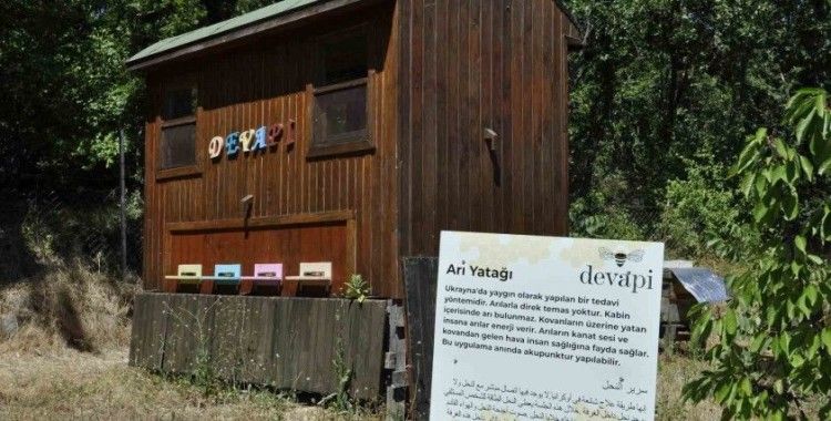 Binlerce arının üzerine yatan, daha dinç kalkıyor