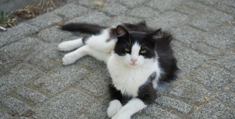 Başakşehir'de sokak hayvanlarına mama tartışmasında cinayet iddiası