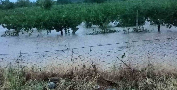 Hasada gün sayan üzüm bağlarını dolu vurdu