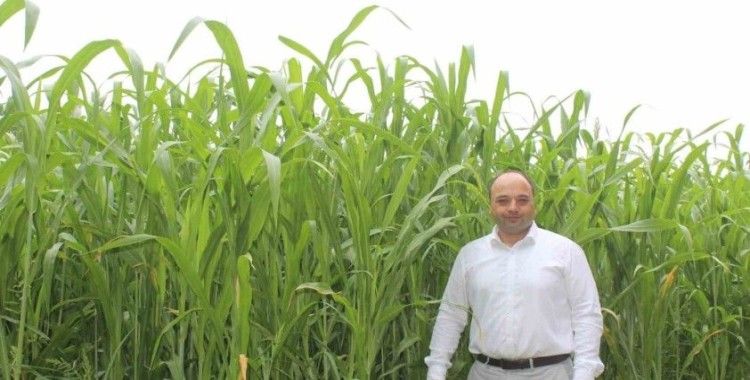 Sorgum sudan otu melezi, Pazar’da yem bitkisi alternatifi olacak
