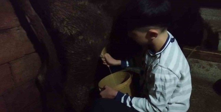 Annesi trafik kazasında yaralanınca ahır işleri ona kaldı
