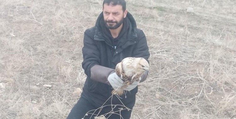 Yaralı kartal tedavi altına alındı
