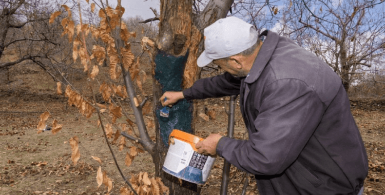 İzmir'de kestane kanseri ile mücadele sürüyor