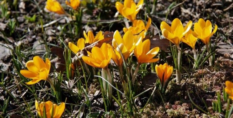 Ankara’da baharın müjdecisi ‘çiğdemler’ çiçek açtı