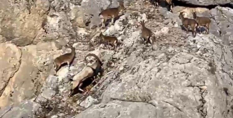 Dağ keçileri cep telefonu kameralarına yakalandı
