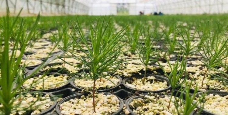 Erzurum’da 2 milyondan fazla fidan üretildi