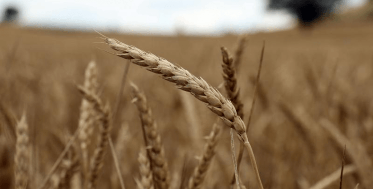 Tarım ve gıda ürünleri ihracatında rekor