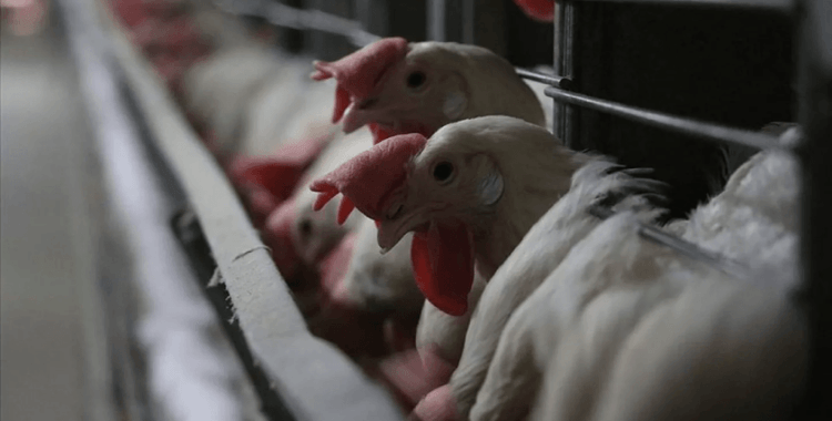 New York'ta kuş gribi paniği: Tavuk satışı 1 haftalığına yasaklandı