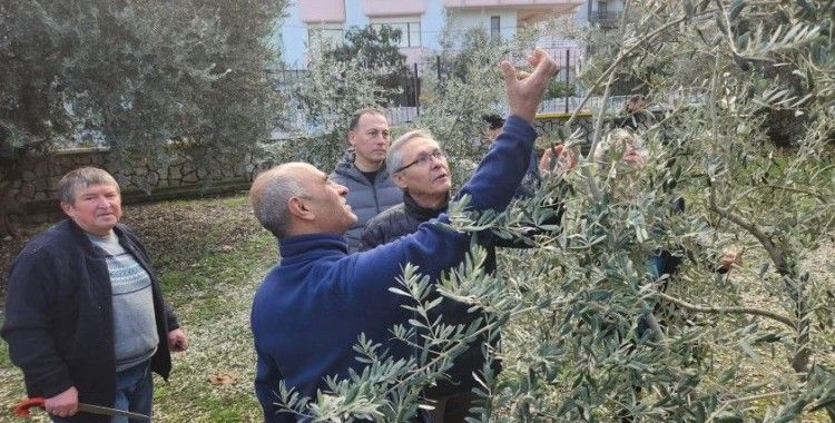 Zeytin budamayı uygulamalı öğrendiler
