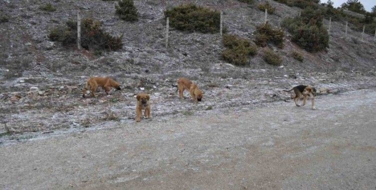 Olumsuz hava şartları sokak hayvanlarının yiyecek bulmasını zorlaştırdı

