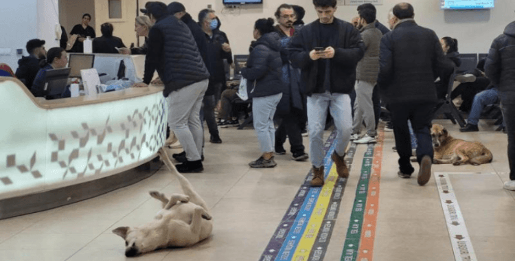 Bakanlık harekete geçti: Sağlık tesislerinde sahipsiz köpek kalmayacak