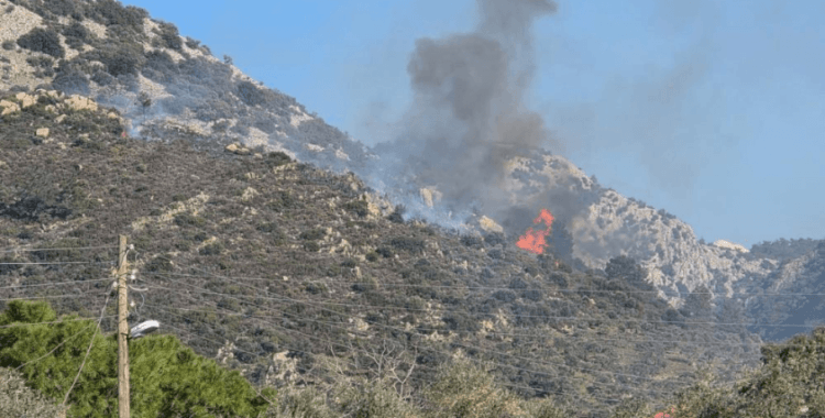 Milas'ta orman yangını
