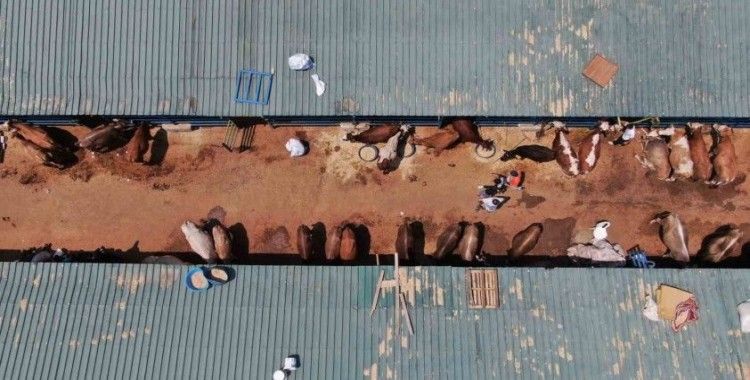 Türkiye’de büyükbaş hayvan sayısında sevindiren gelişme
