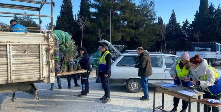 Denizli Büyükşehirden Buldanlı üreticilere zeytin fidanı desteği