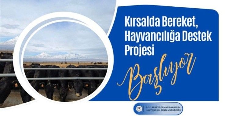 Tarım ve Orman Bakanlığından hayvan yetiştiricilerine gebe düve desteği
