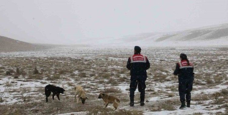 Jandarma zorlu kış şartlarında hayvanları yalnız bırakmıyor
