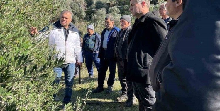 Köyceğiz’de zeytinde uygulamalı budama eğitimi verildi
