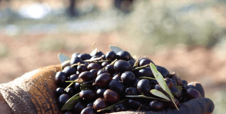 Marmarabirlik'ten üreticiye 800 milyon lira ödeme