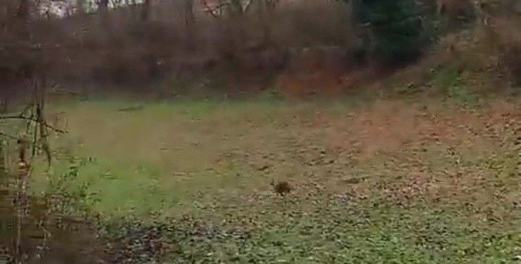 Aracın çarpması sonucu yaralanan çakal, tedavisinin ardından doğaya salındı
