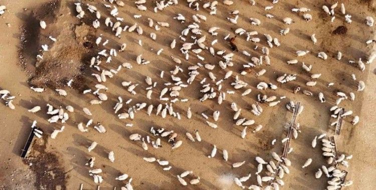 Erzincan’da koyun ve kuzuların coşkulu buluşması
