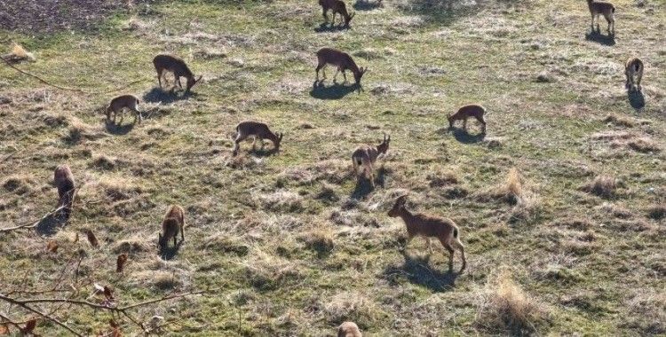 Görenler çobansız sürü sanıyor: Dağ keçileri ilçe merkezine yerleşti
