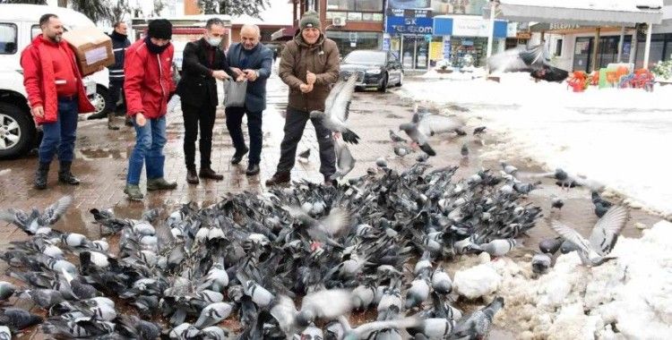 Başkan Kul: "Can dostlarımızın aç kalmaması için mama ve su bırakıyoruz"
