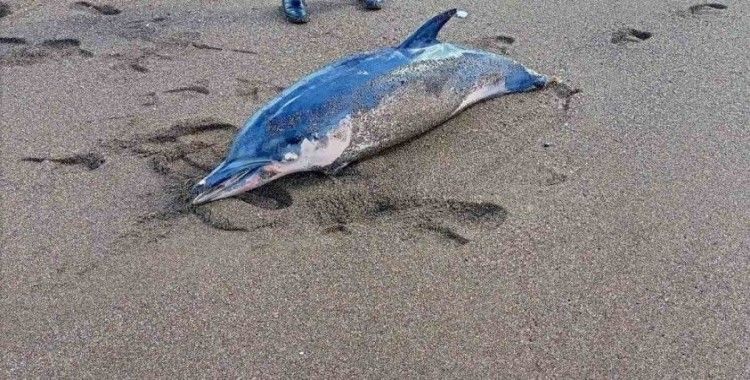 Dalgalara yenilen yunus balığı karaya vurdu
