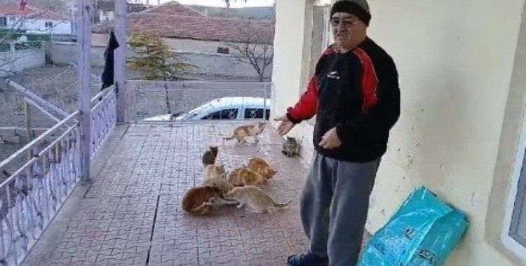 Bahçesindeki kedilere bakmak için seferber oldu
