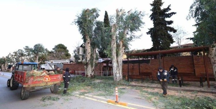 Şehzadeler Belediyesi’nden trafik güvenliği için budama çalışması
