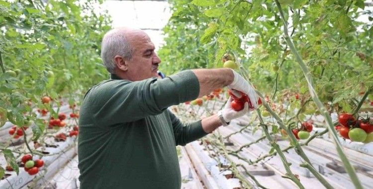 Aziziye’nin termal seralarında yeni dönem
