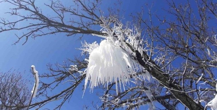 Hava sıcaklığı eksi 16’ya düştü, ağaç dalları böyle dondu
