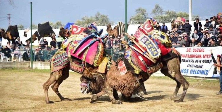 Atça’daki sezonun son deve güreşine yoğun ilgi
