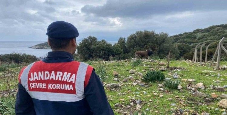 Dilek Yarımadası Milli Parkı’nda jandarma denetimi
