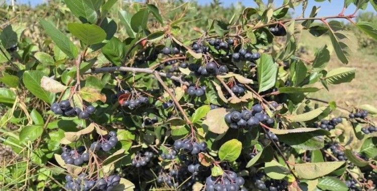 Çiftçinin aronyoları, öğrencilerin elinde reçele dönüştü
