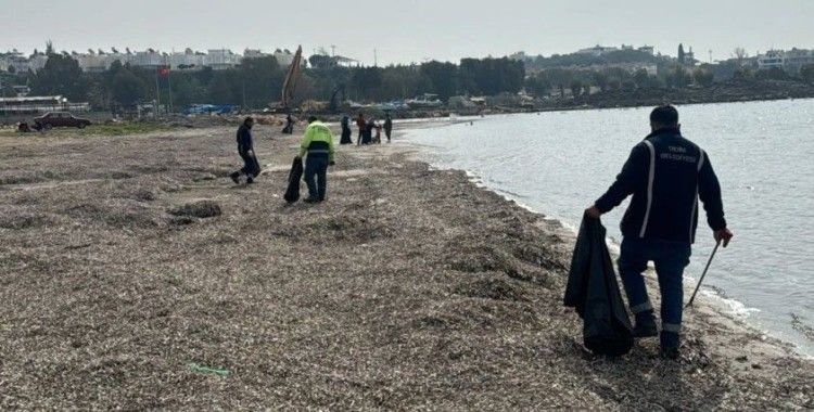 Didim’de sahil hattı temizlendi
