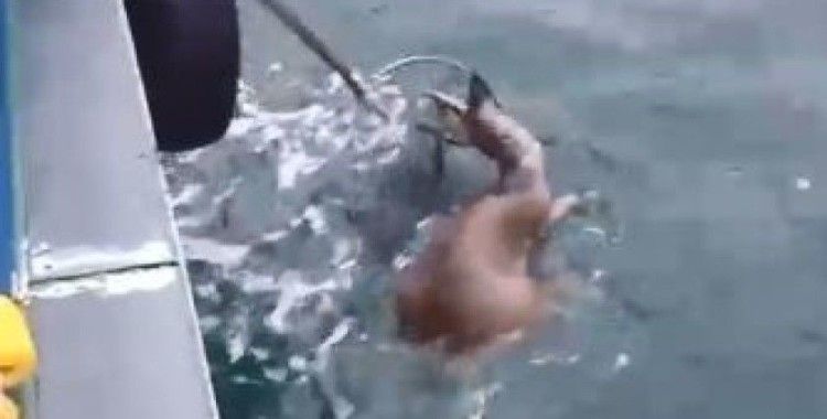 Köpeklerin saldırısından kaçarken denize düşen karaca balıkçılar tarafından kurtarıldı
