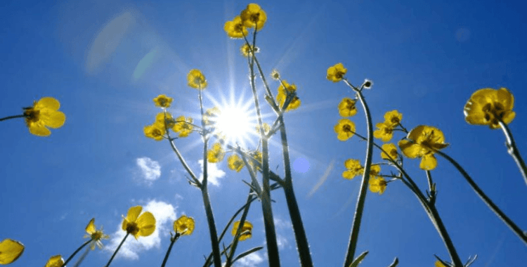 Sıcaklıklar artıyor, Türkiye bahar havasına giriyor