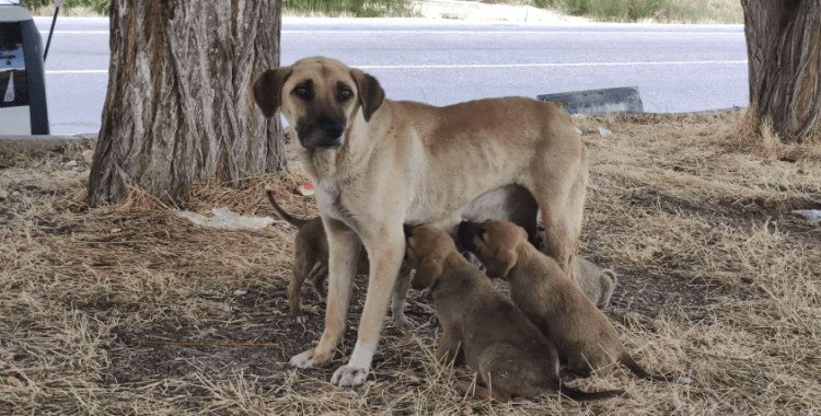 Valilik duyurdu: Köpeğini sokağa atana 71 bin 695 TL ceza kesilecek