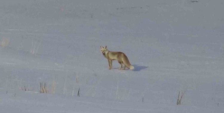 Van’da aç kalan tilkiler yerleşim yerlerine indi
