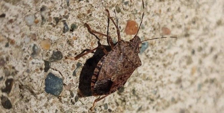 Kahverengi kokarca ile mücadelenin yarını
