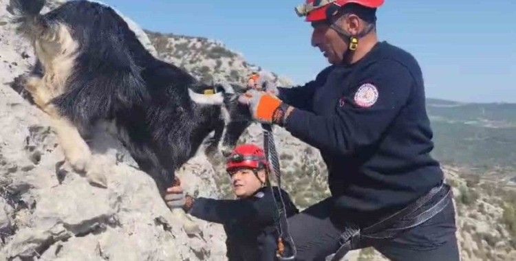 Kayalıklarda mahsur kalan keçiler 4 gün sonra kurtarıldı
