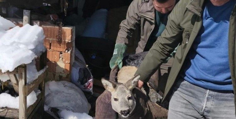 Dikenli tele takılan karaca yavrusunu ekipler kurtardı

