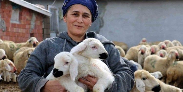 Erzincan’da koyun ve kuzuların coşkulu buluşması

