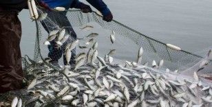 Muğla’nın Şubat ayı su ürünleri ihracatı 86,3 milyon dolar
