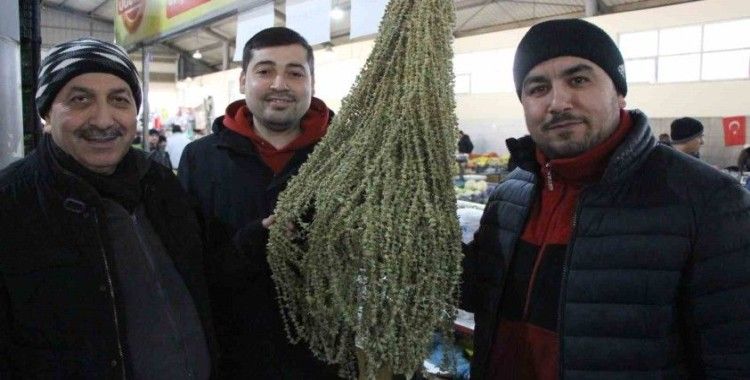 Amasya’da çiçek bamyanın fiyatı gram altını geçti, kilosu 3 bin 500 TL’den satılıyor
