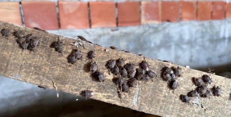 İl Tarım ve Orman Müdürlüğü: 'Yağan kara güvenme, kokarcaya aman verme'